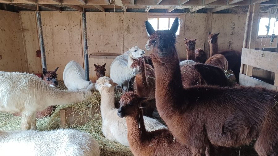 Alpacas