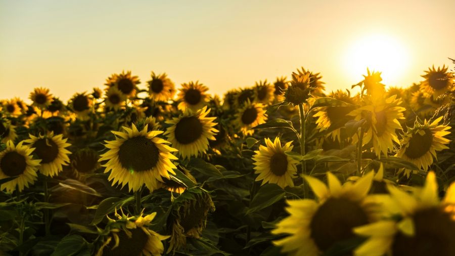 sunflowers