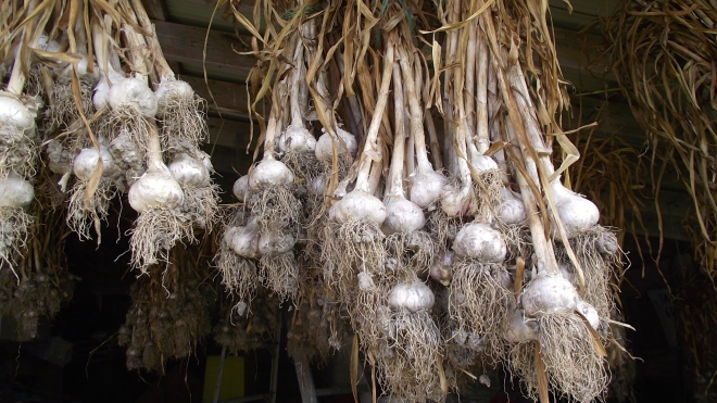 Fresh garlic hung in the ceiling