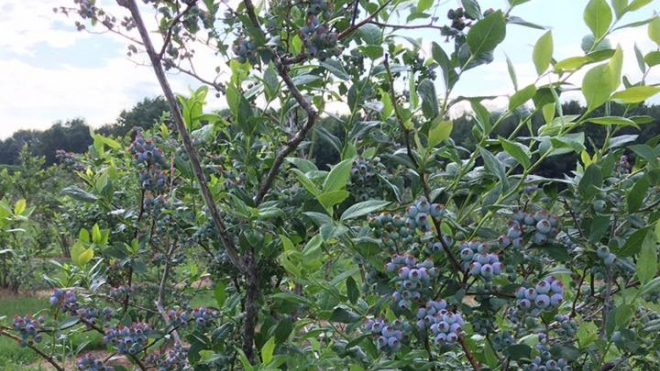 Blueberry fields