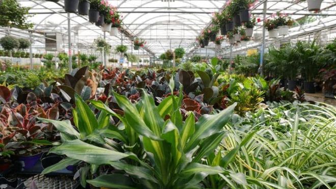 Greenhouse with lots of plants 