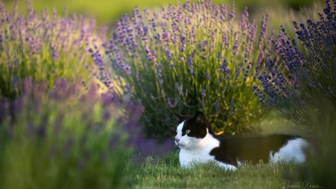 cat in lavender field