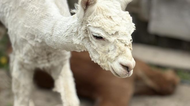 baby alpaca after a shave