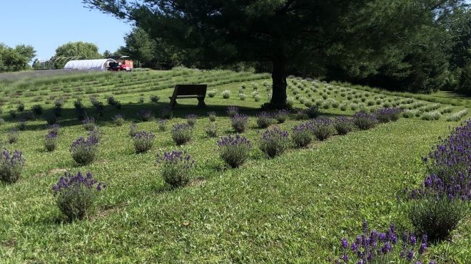 the lavender field at r & b