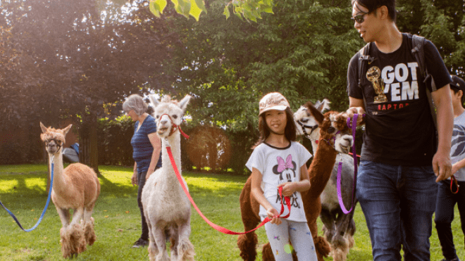 family walking alpacas