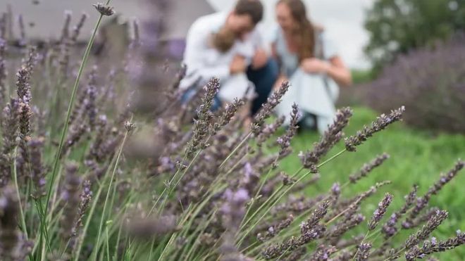 Lavender plants
