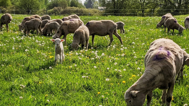 Sheep on a pasture 
