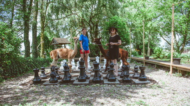 Two women walking alpaca in a giant chess set