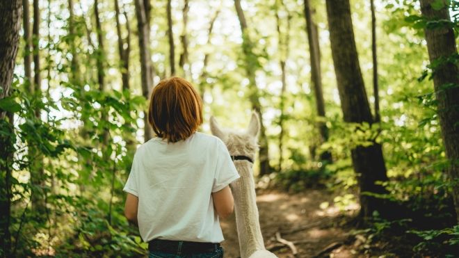 Kid walking an alpaca 