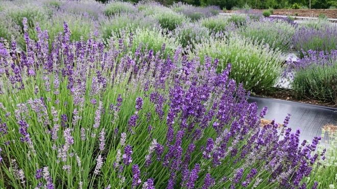 Lavender field 