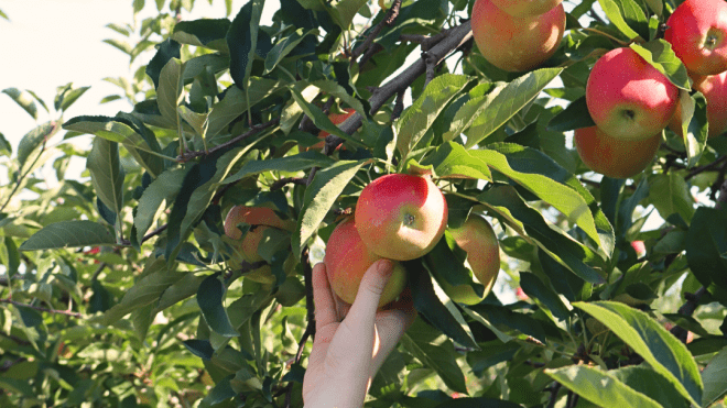 Hand holding an apple 