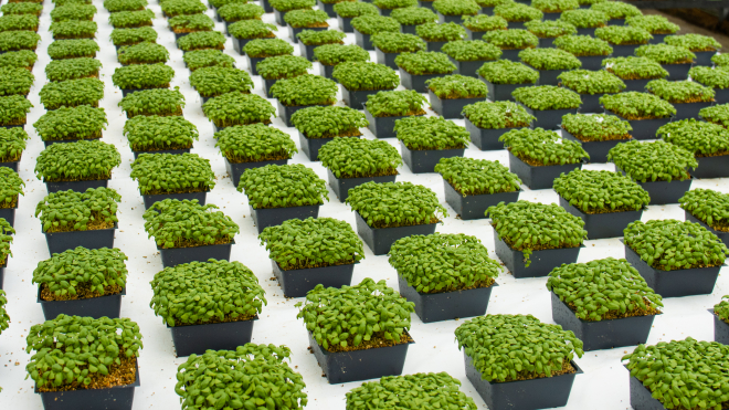 Rows of organic lettuce