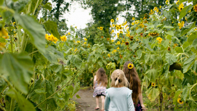 Three girls walking through a sunflower field 