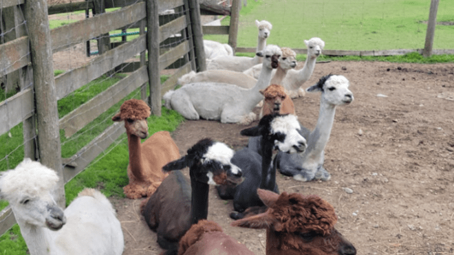 alpacas laying down in a fenced yard