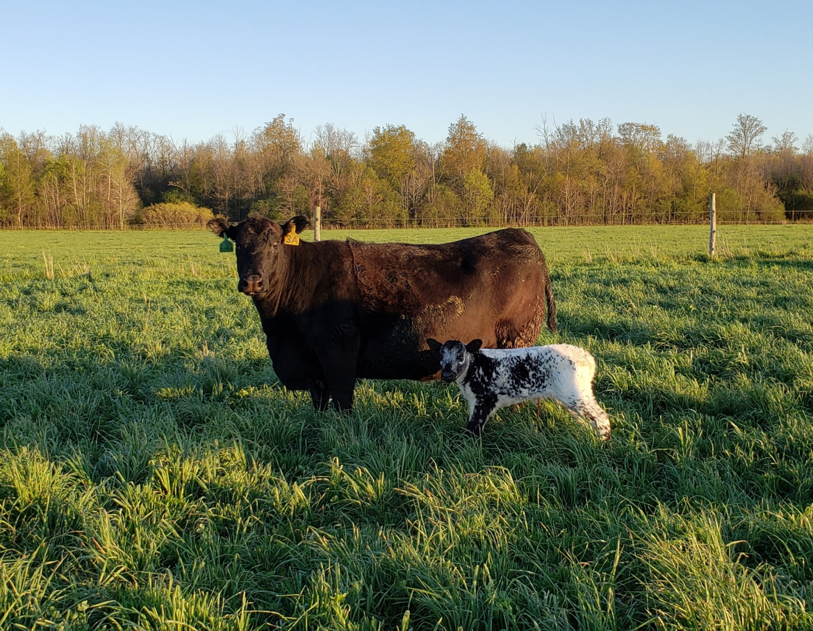 Cow and calf on a pasture