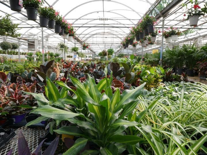 Greenhouse with lots of plants 