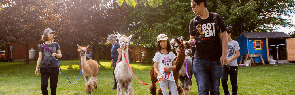 family walking alpacas