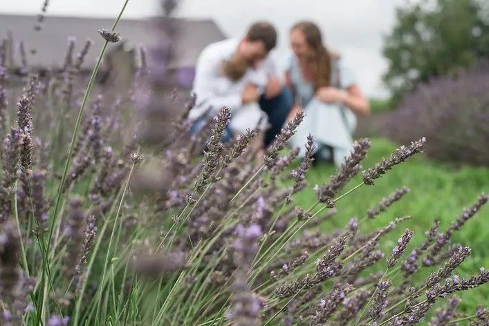 Lavender plants