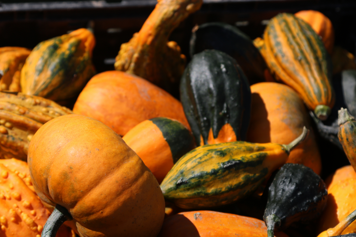 variety of gourds 