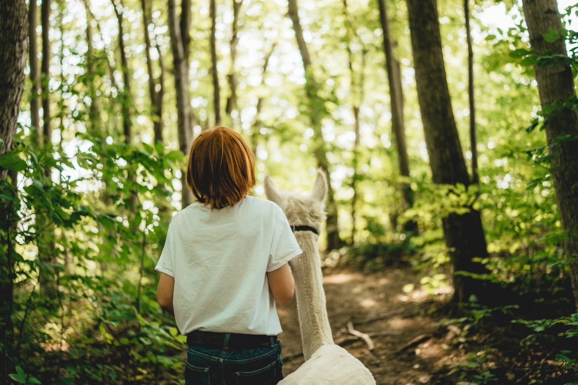 Kid walking an alpaca 