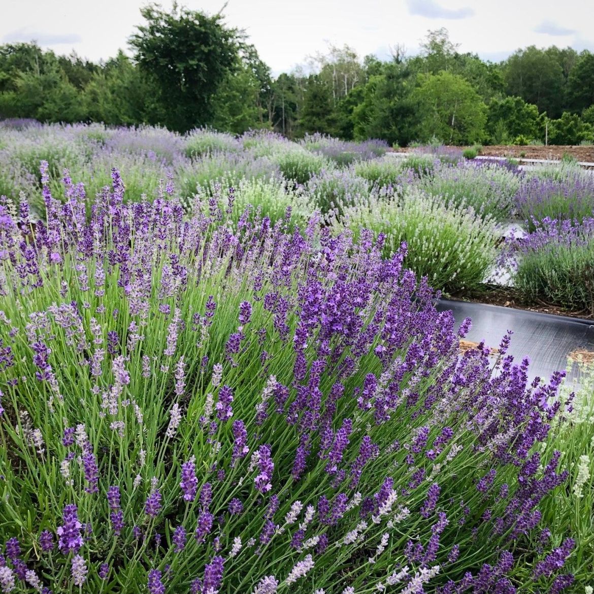 Lavender field 