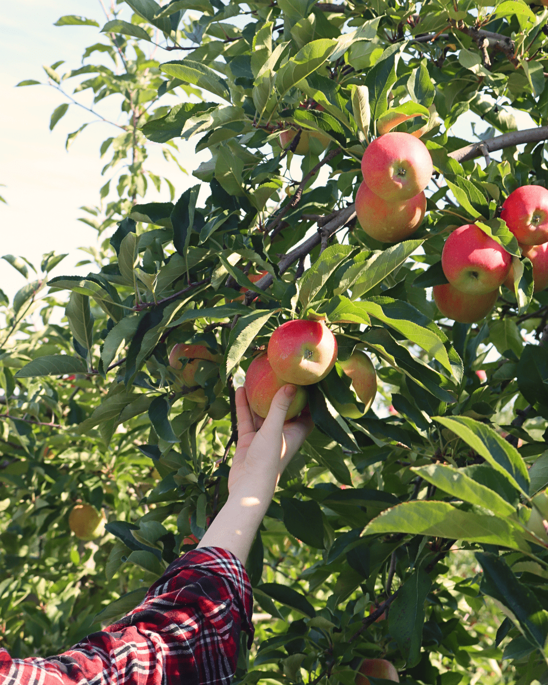 Hand holding an apple 