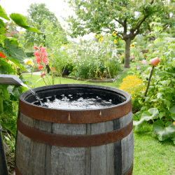 rain barrel