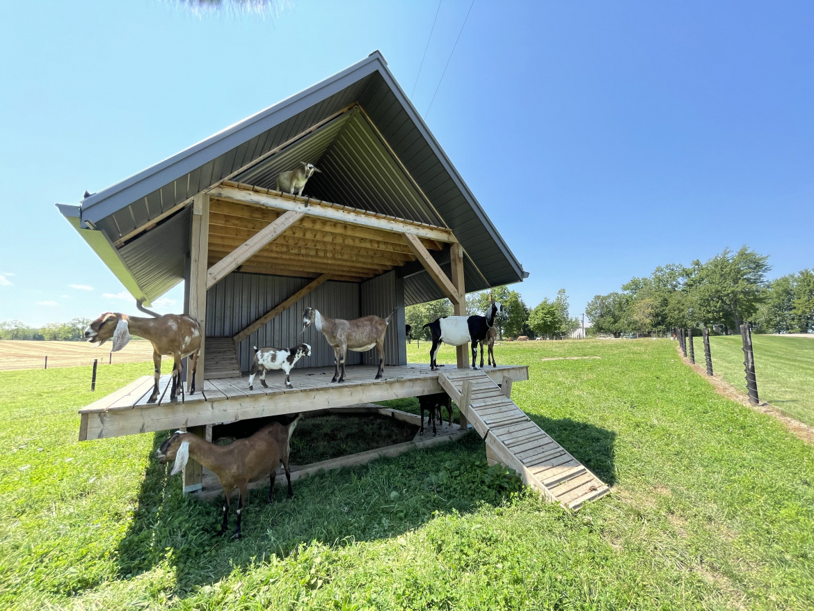 goats from jireh hills family homestead