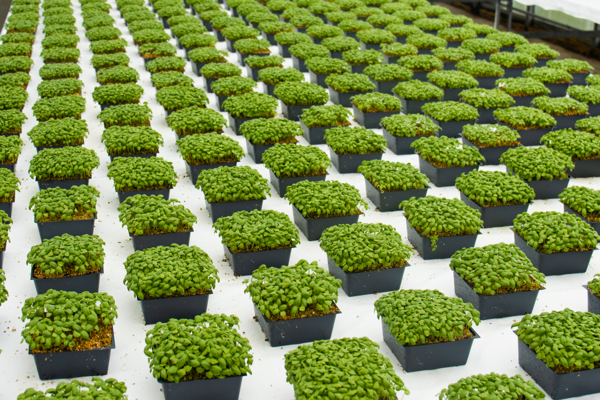 Rows of organic lettuce