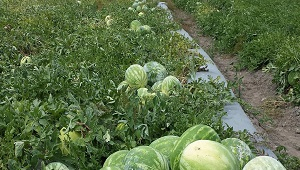 rows of melon plants 
