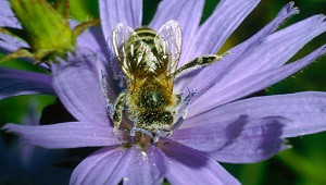 Bee on a purple flower