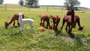 five brown alpacas and one white alpaca standing in the field of s.a.m.y.'s alpacas