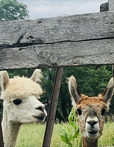 Timbuktu Alpca Farm and Agri-Tourism Farm in Strathroy