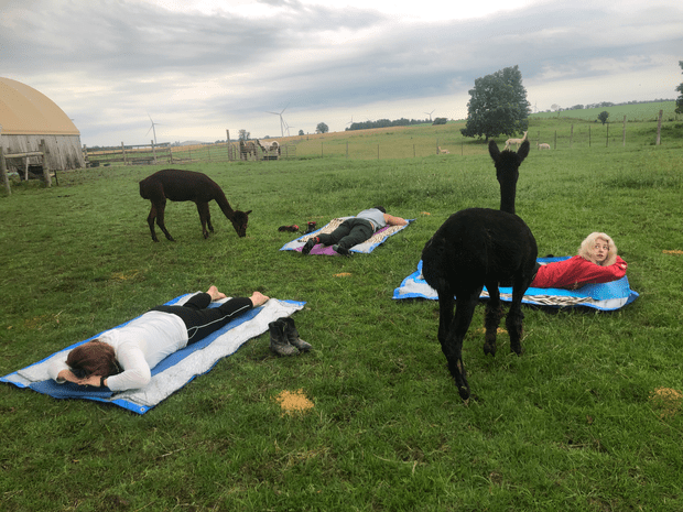 people doing yoga with alpacas standing by