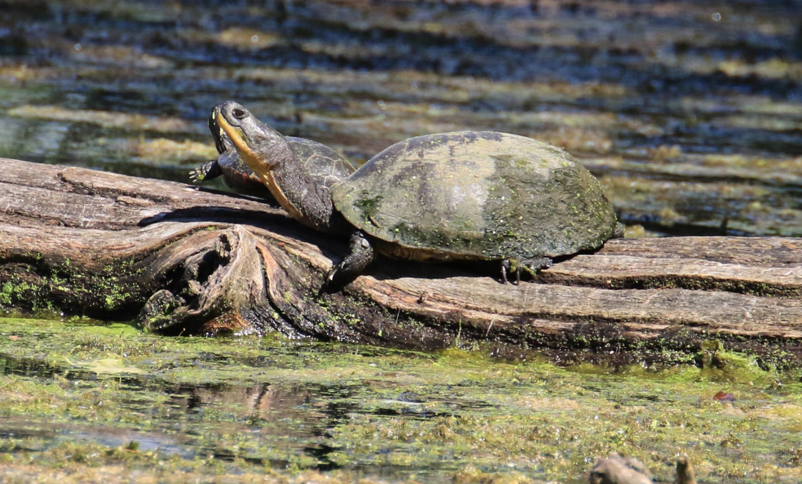 dorchester swamp with a turtle on a log in the water