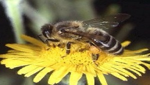 Bee on yellow flower