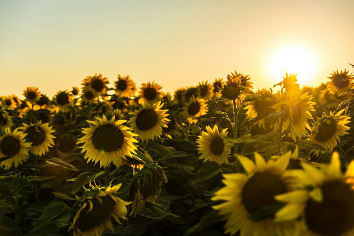 sunflowers