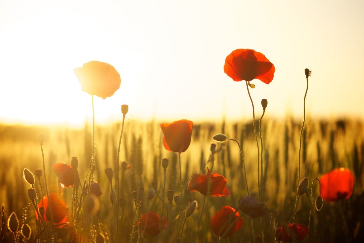 poppies