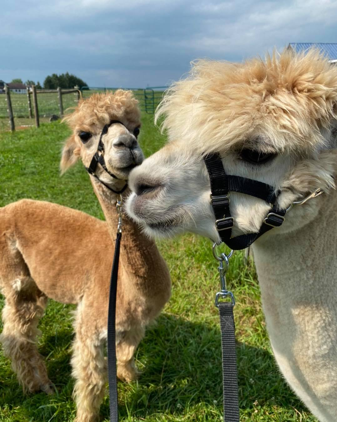 two alpacas from stoneligh farm 