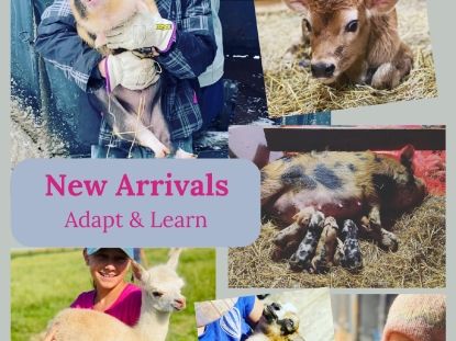 Newcomers 